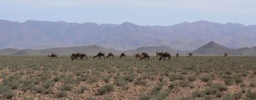 camel-hird-saghrou-mountain