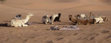 camels-transportation